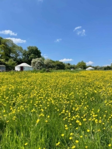 Robin Roundhouse and Pipistrelle Nook Yurts