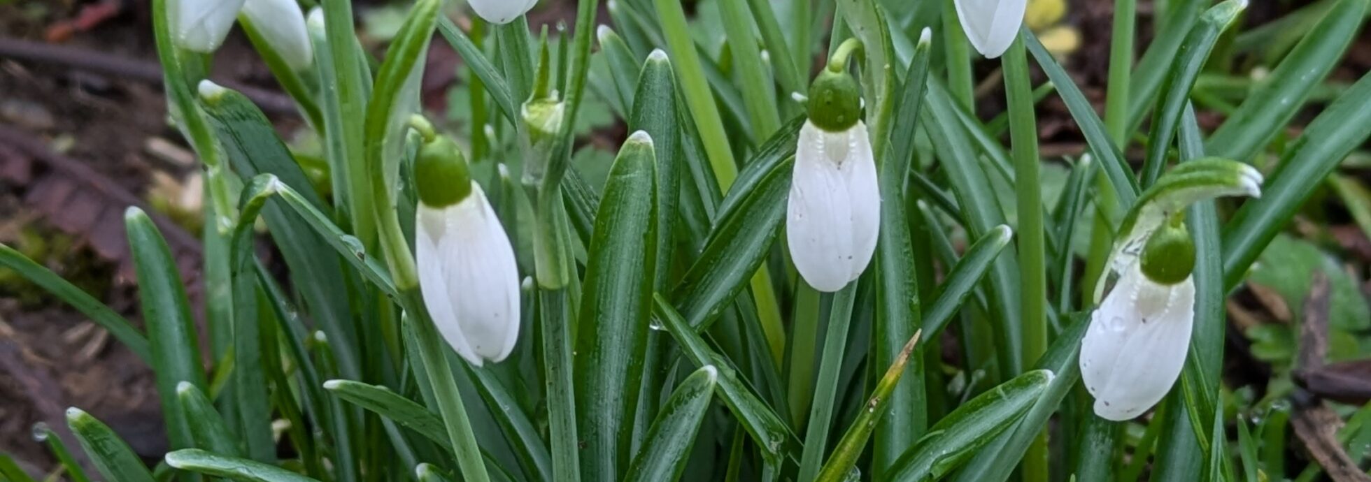 Snowdrops