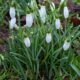 Snowdrops