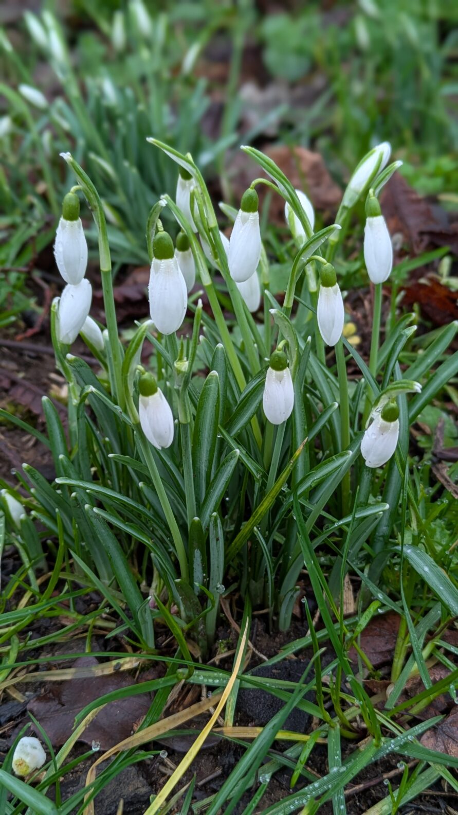 A Misty Morning Walk at St. James’ Lake: History, Wildlife, and Fresh Air